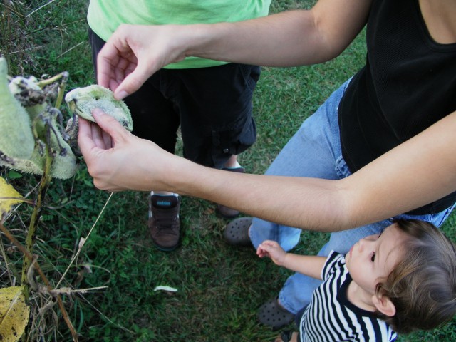Examining milkweed